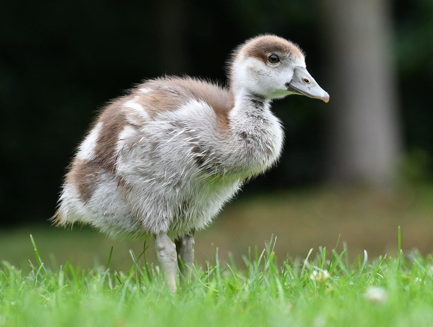 Bürgerpark Bremen - Nilgansküken