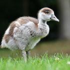 Bürgerpark Bremen - Nilgansküken