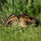 Bürgerpark Bremen - Stockentenküken