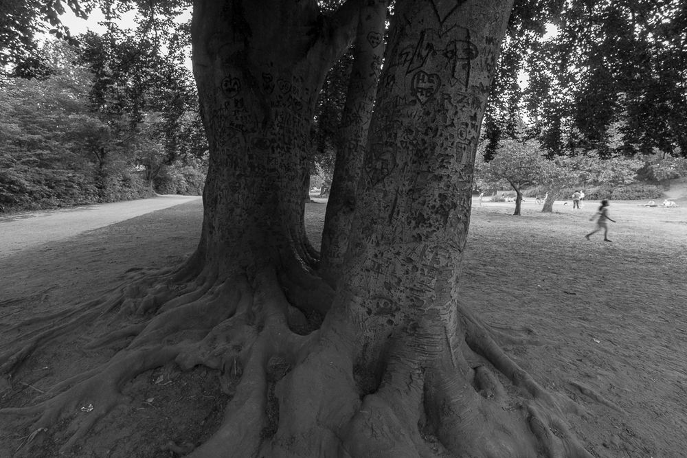 Bürgerpark Pankow 
