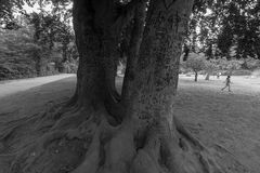 Bürgerpark Pankow 