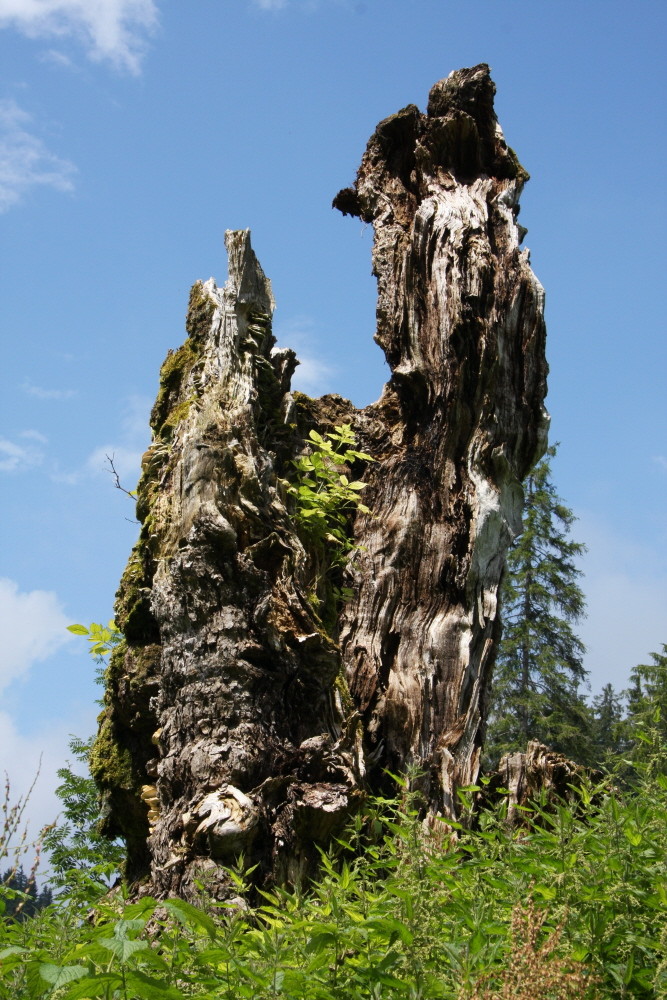 Bürkelisahorn