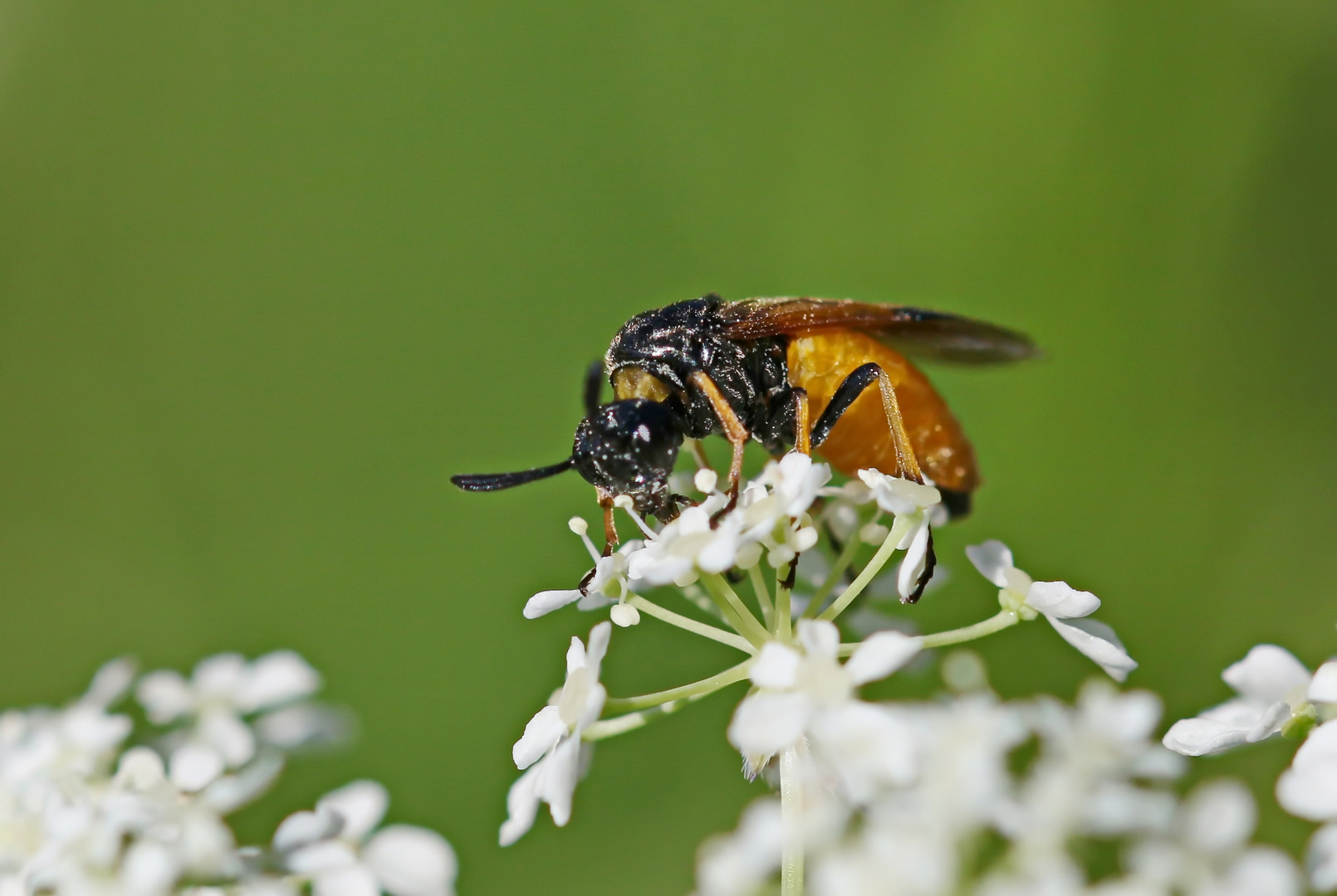 Bürstenhornblattwespe