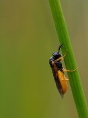 Bürstenhornblattwespe Arge cyanocrocea