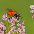 Bürstenhornblattwespe (Arge cyanocrocea) Bild 1 * - Une belle guêpe! Photo 1