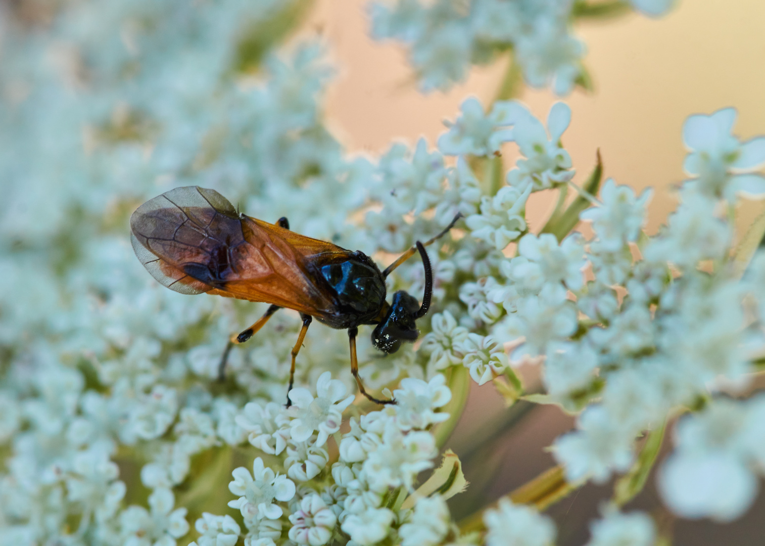 Bürstenhornblattwespe ( Arge cyanocrocea)