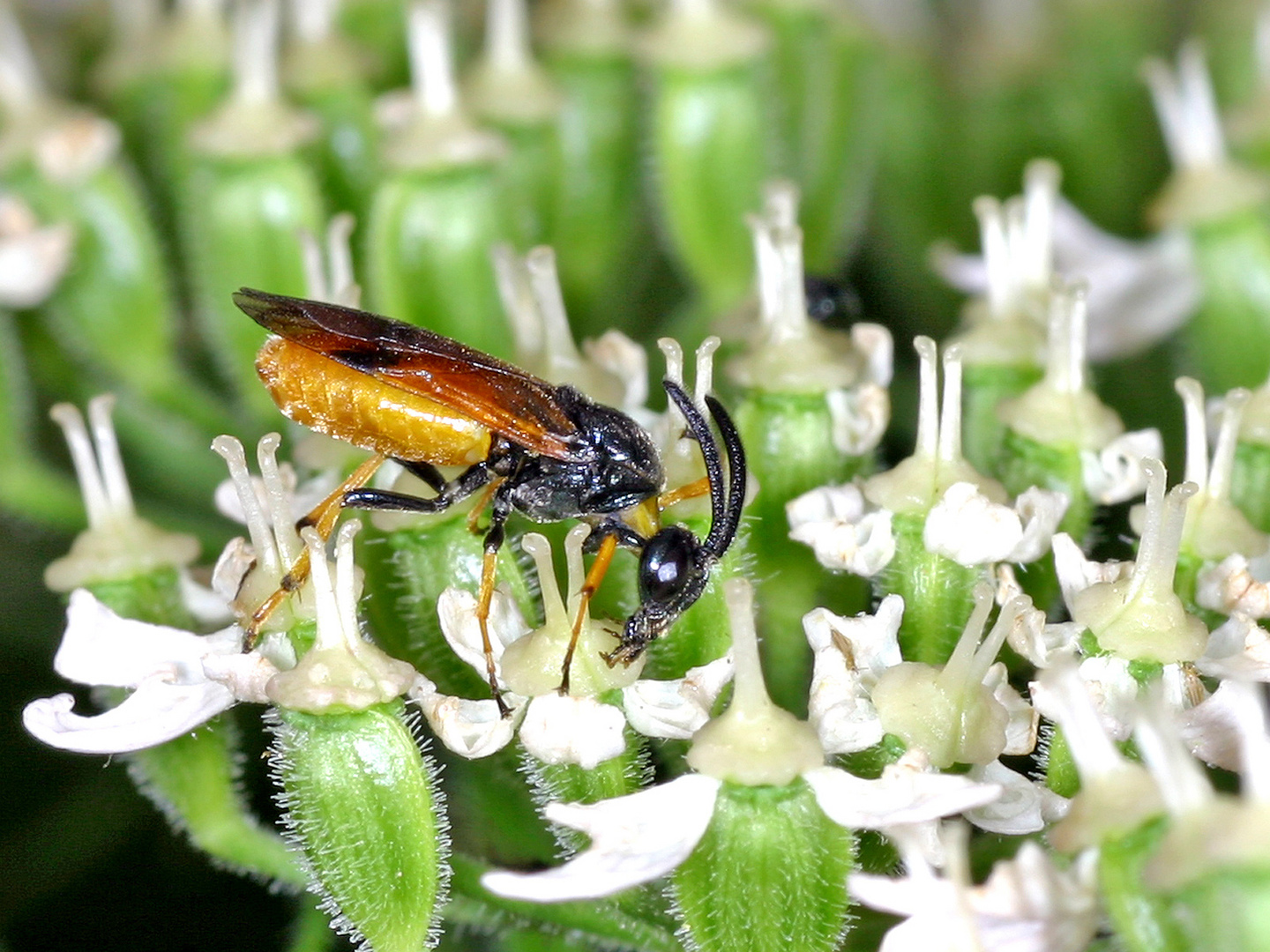 Bürstenhornblattwespe (Arge cyanocrocea).....