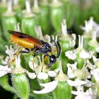 Bürstenhornblattwespe (Arge cyanocrocea).....