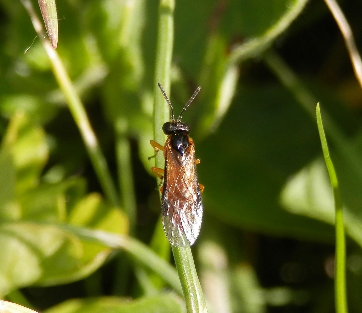 Bürstenhornblattwespe (Arge melanochra)