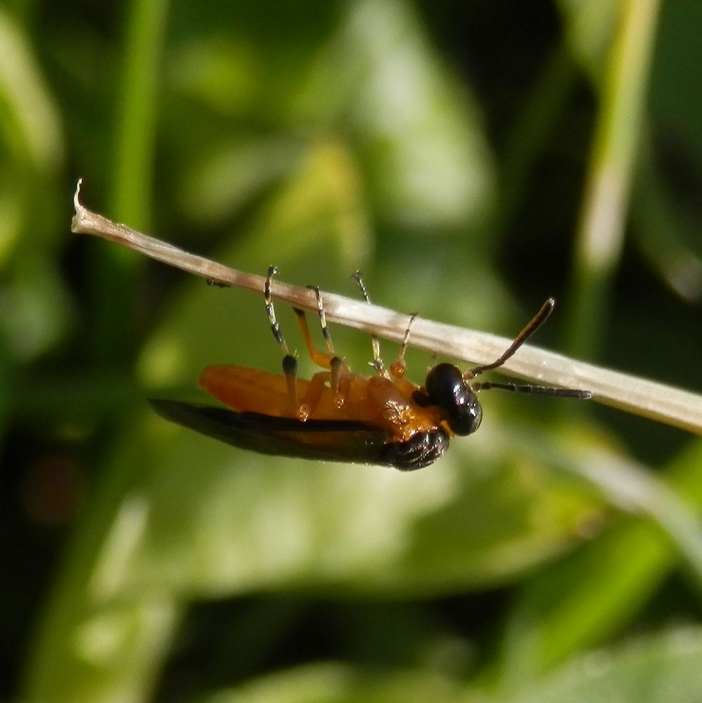 Bürstenhornblattwespe (Arge melanochra)