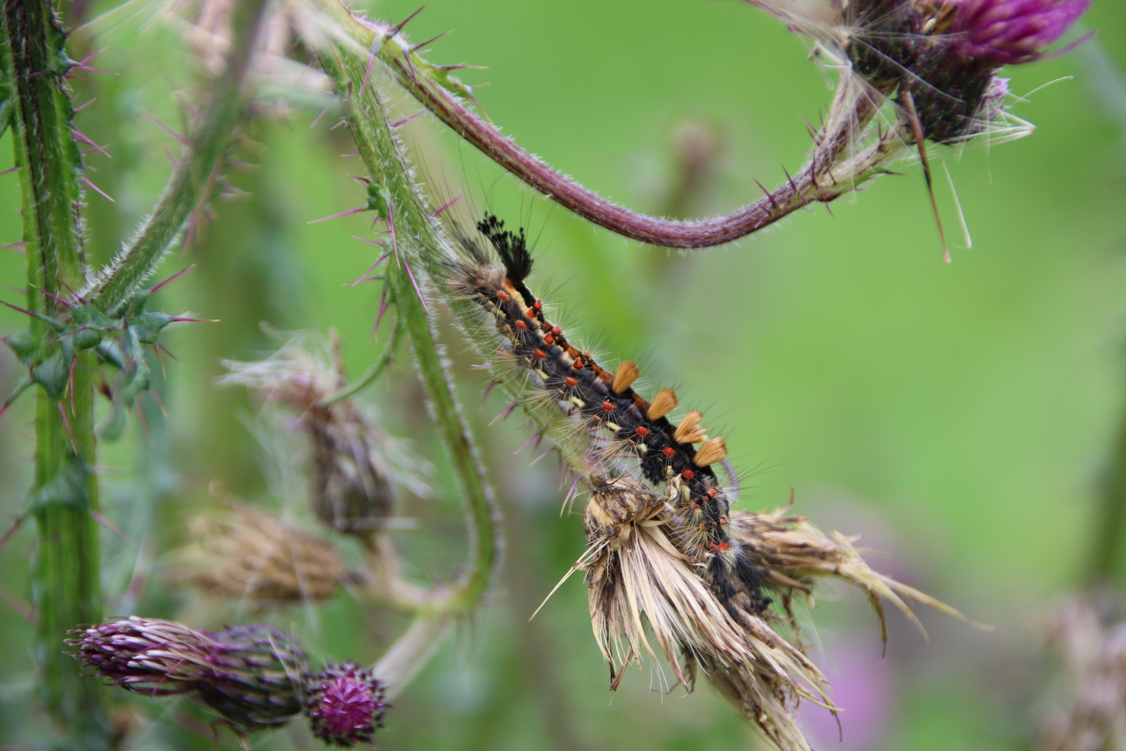 Bürstenspinnerraupe