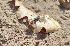 Bürstenwegwespe mit Spinne