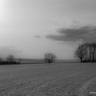 Büsche und Bäume am Haarstrang