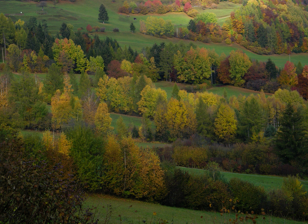 Büsche und Hecken im Herbst