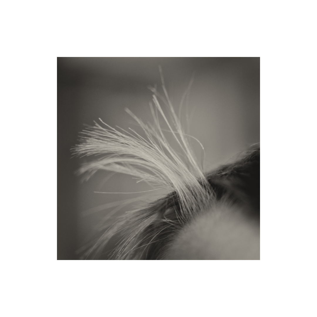 Büschel Foto & Bild 2016, spezial, monochrome Bilder auf