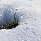 Büschel im Schnee