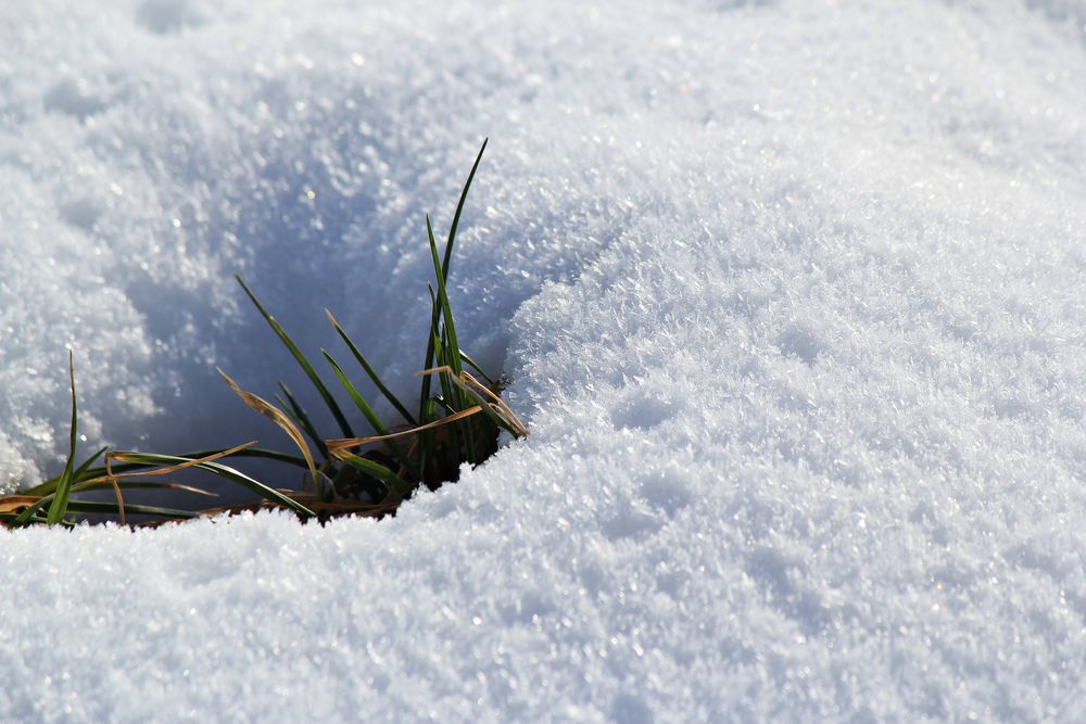 Büschel im Schnee