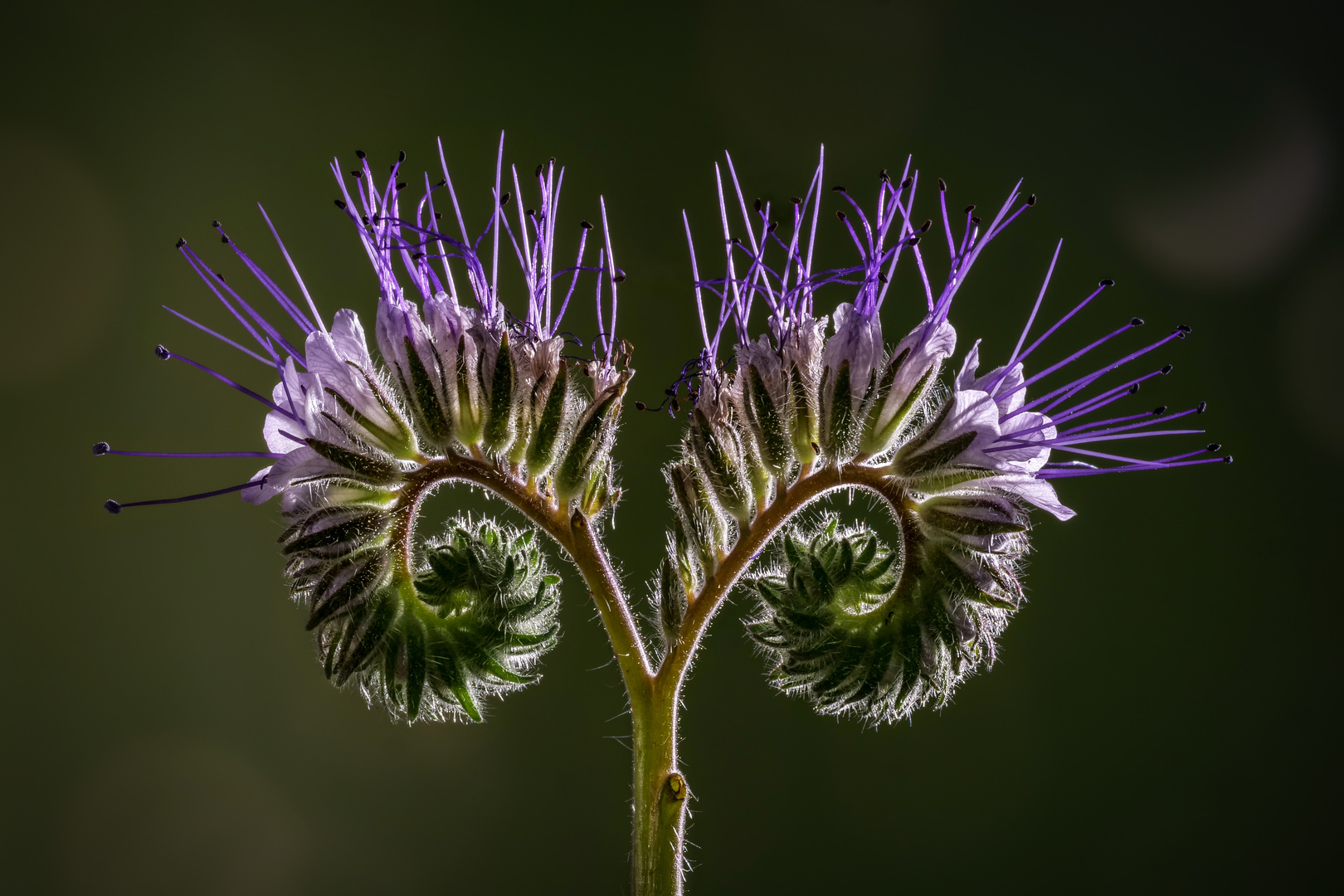 Büschelblume