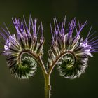 Büschelblume