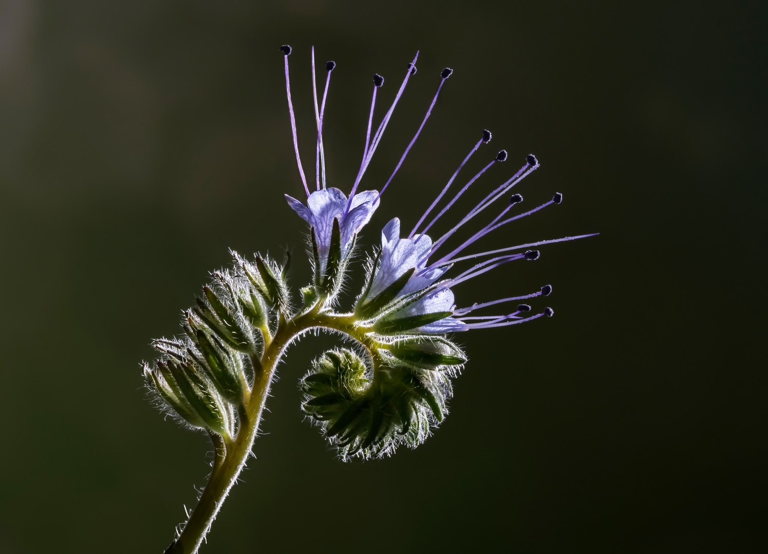 Büschelblume