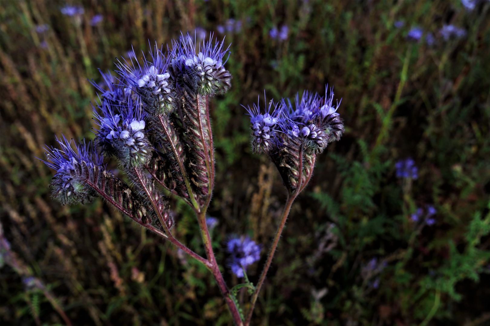 Büschelblume