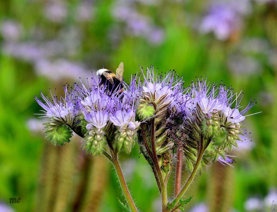 Büschelblume mit Gast