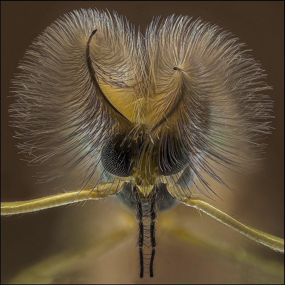 Büschelmückenmann