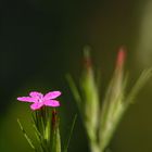 Büschelnelke (Dianthus armeria)