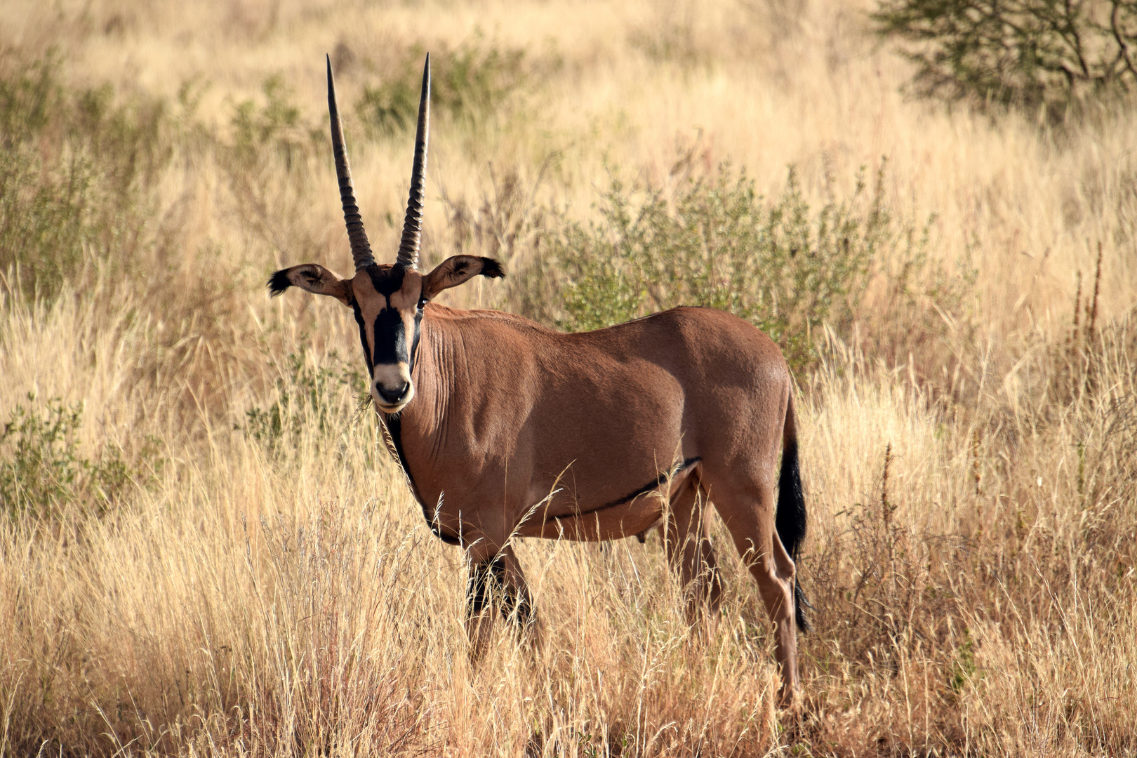 Büschelohr - Oryx