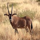Büschelohr - Oryx