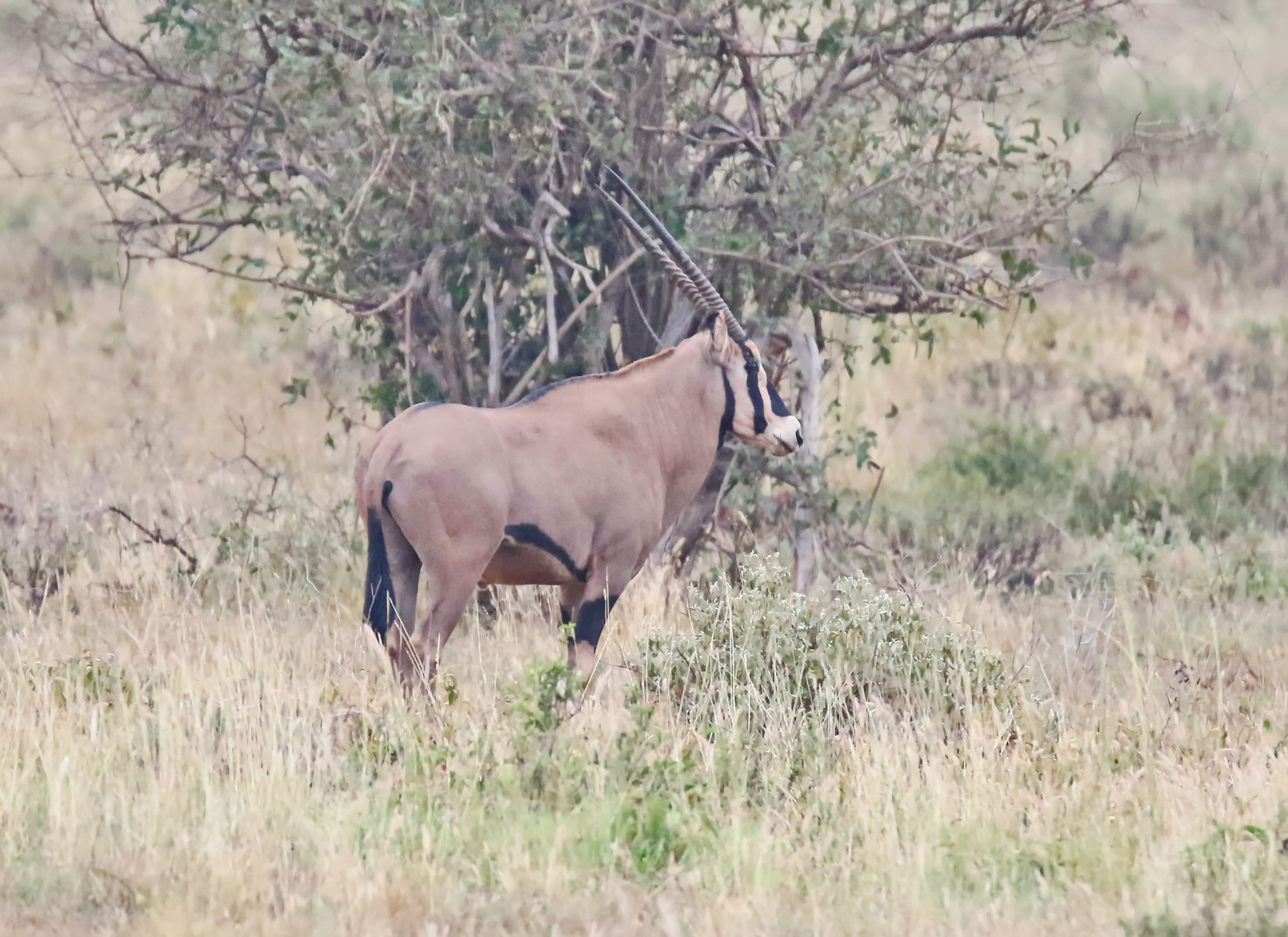 Büschelohr-Oryx (Doku)
