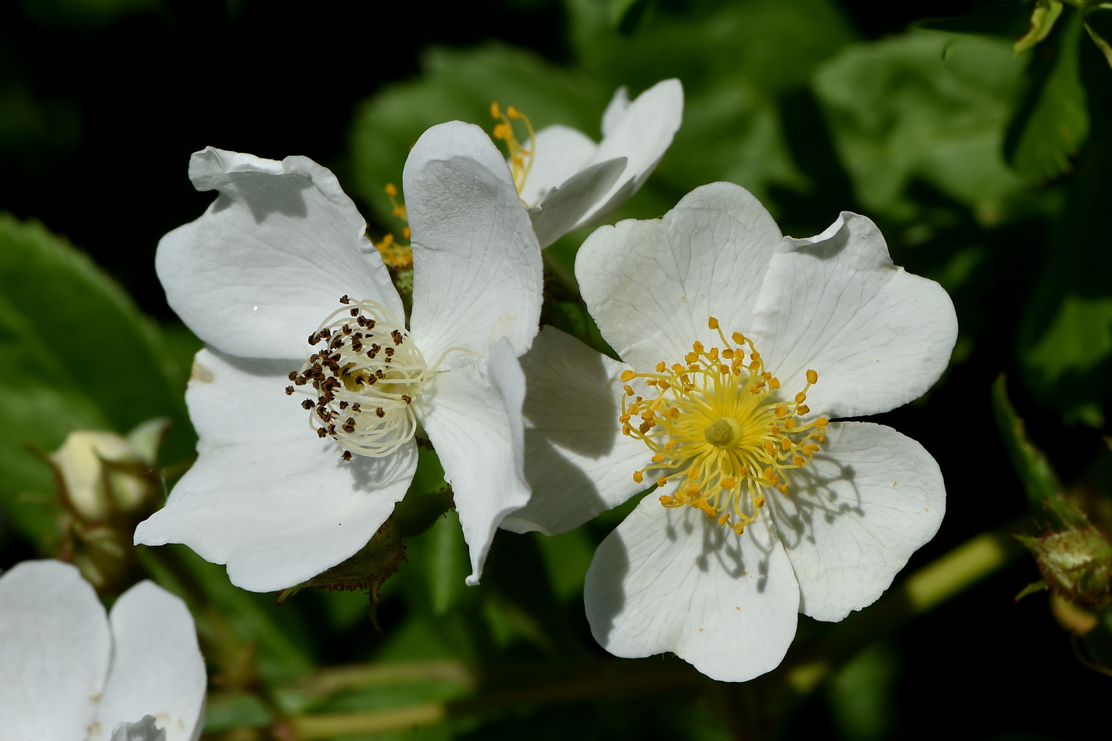 Büschelrose