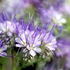 Büschelschön , Bienenfreund oder Raifarn Phazelie