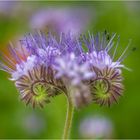 Büschelschön (Phacelia)