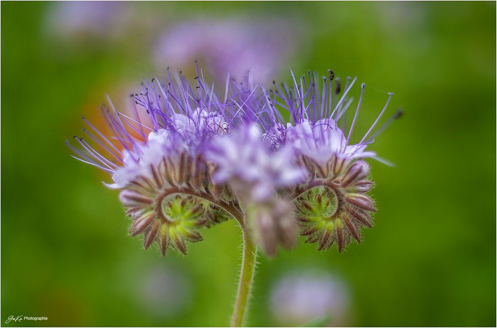 Büschelschön (Phacelia)