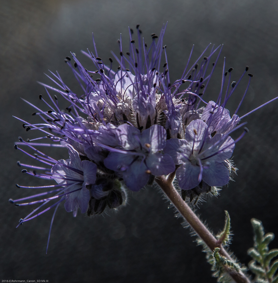 Büschelschön (Phacelia tanacetifolia)