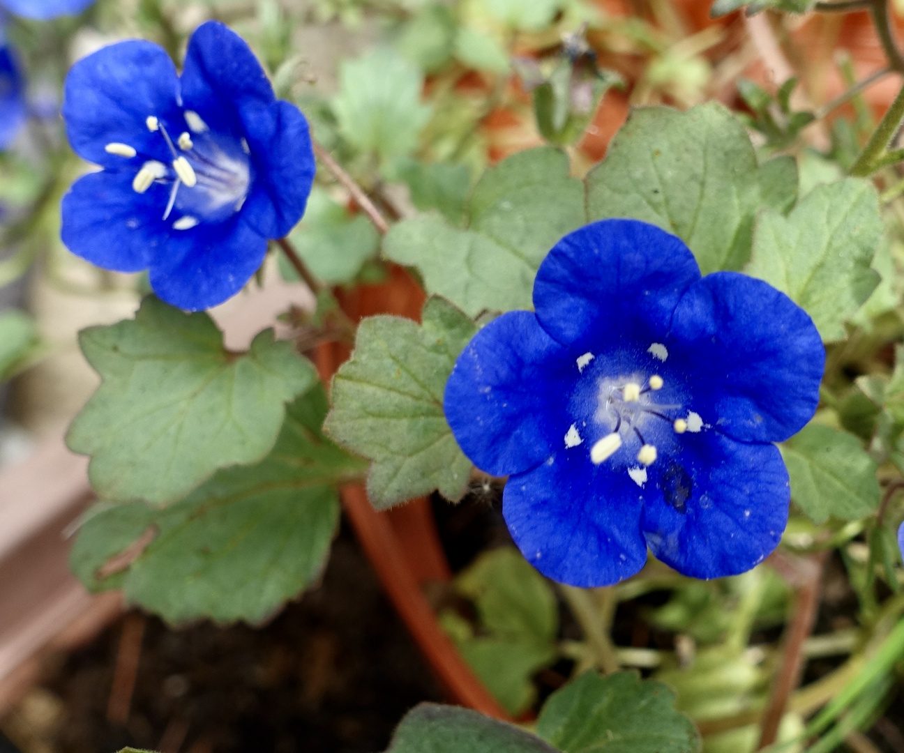 Büschelschön/Phacelia