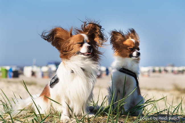 Büschen Wind heute