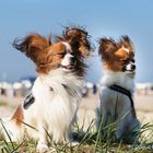 Büschen Wind heute