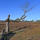 Büsenbachtal Lüneburger Heide