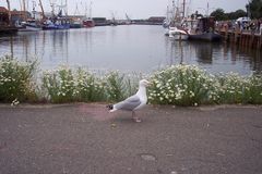 Büsum  am Hafen