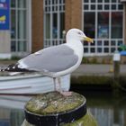 Büsum im Hafen