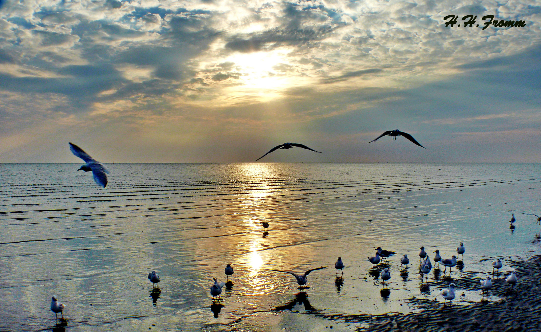 Büsum Strand Möven