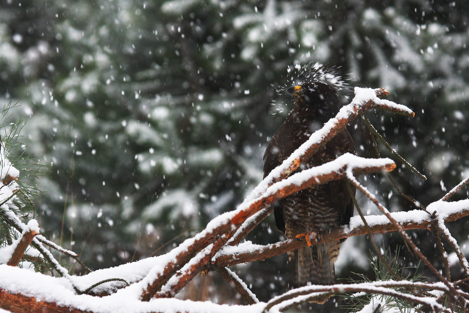 bueto bueto among snow storm