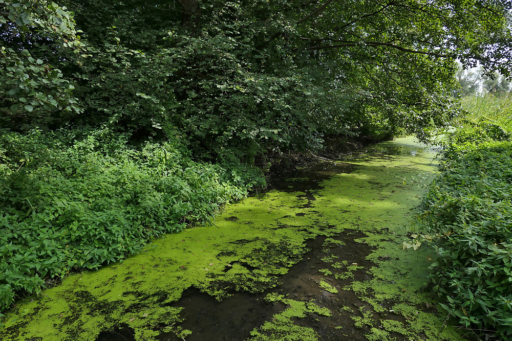 Büttelborn: Der Landgraben 01