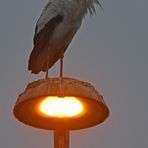 Büttelborn: Lampenstorch 01
