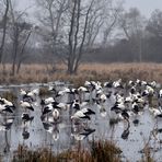 Büttelborn: Winterstörche 03