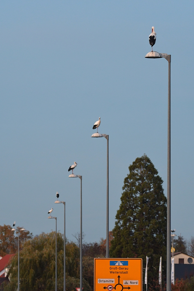 Büttelborner Storch – Laternen 01