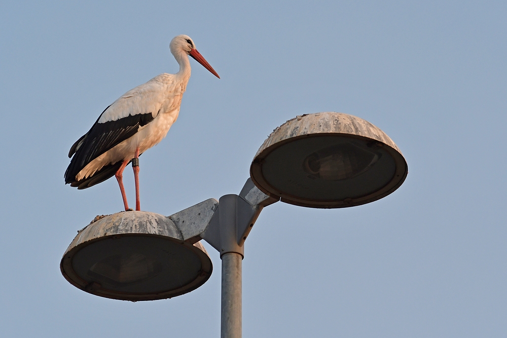 Büttelborner Storch – Laternen 02