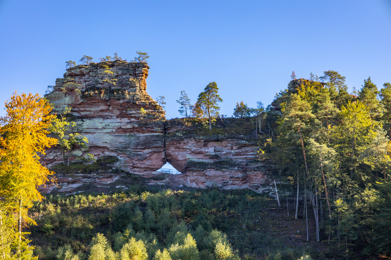 Büttelfelsen im Pfälzerwald